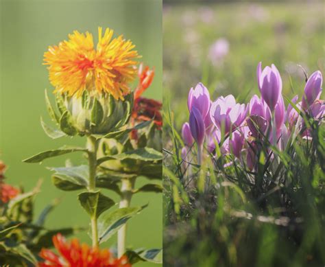 Safflower vs. Saffron: Compare Its Health Benefits, .